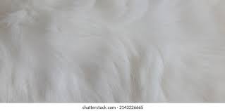 Image result for white rabbit skin texture