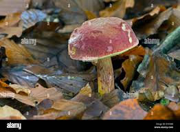 Attēlu rezultāti vaicājumam “Xerocomus rubellus”