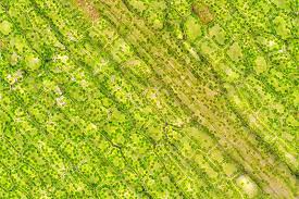 Attēlu rezultāti vaicājumam “Elodea canadensis leaf”