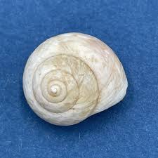 Attēlu rezultāti vaicājumam “Helicidae”