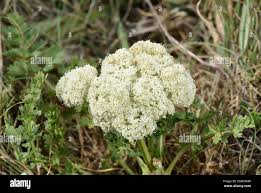Attēlu rezultāti vaicājumam “Libanotis montana leaf”