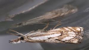 Attēlu rezultāti vaicājumam “Catoptria fulgidella”