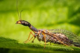 Attēlu rezultāti vaicājumam “Raphidioptera”