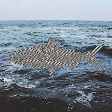 Image result for Alosa sapidissima