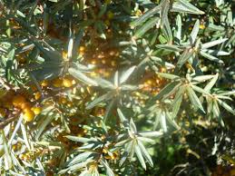 Attēlu rezultāti vaicājumam “Hippophae rhamnoides leaf”