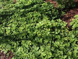 Attēlu rezultāti vaicājumam “Waldsteinia geoides”