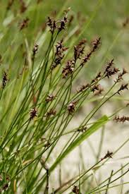 Attēlu rezultāti vaicājumam “Carex davalliana”