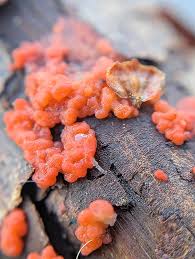 Attēlu rezultāti vaicājumam “Cribraria macrocarpa young”