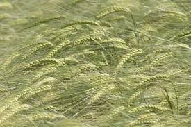 Attēlu rezultāti vaicājumam “Hordeum vulgare”