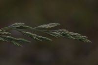 Attēlu rezultāti vaicājumam “Festuca psammophila”