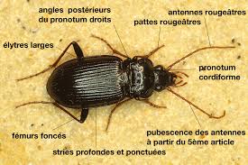 Attēlu rezultāti vaicājumam “Nebria brevicollis”