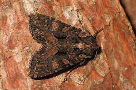 Attēlu rezultāti vaicājumam “Mniotype satura”