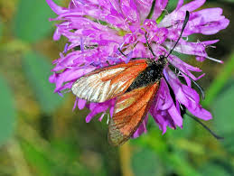 Attēlu rezultāti vaicājumam “Zygaena sp.”