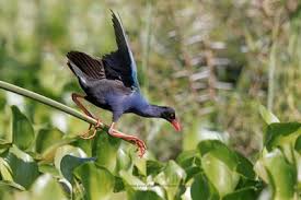 Image result for Porphyrio alleni