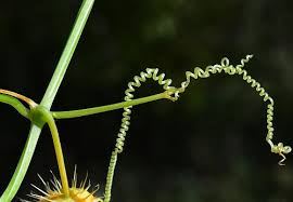 Attēlu rezultāti vaicājumam “Echinocystis lobata flower”