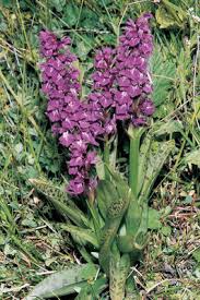 Attēlu rezultāti vaicājumam “Dactylorhiza cruenta leaf”