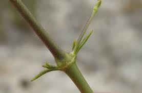 Attēlu rezultāti vaicājumam “Silene borysthenica bud”