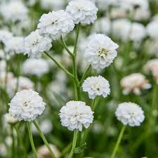 Attēlu rezultāti vaicājumam “Achillea ptarmica leaf”
