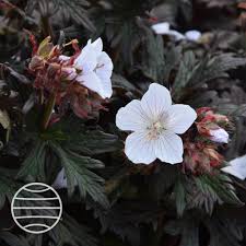 Attēlu rezultāti vaicājumam “Geranium pratense leaf”