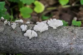 Attēlu rezultāti vaicājumam “Schizophyllum commune”