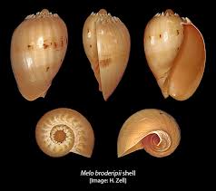 Attēlu rezultāti vaicājumam “Meloe sp. imago”