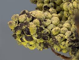 Attēlu rezultāti vaicājumam “Physarum virescens”