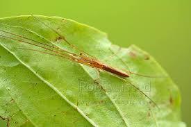 Attēlu rezultāti vaicājumam “Tetragnathidae”