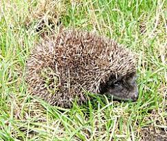 Attēlu rezultāti vaicājumam “Erinaceus sp.”