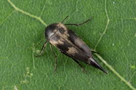 Attēlu rezultāti vaicājumam “Mordellidae”