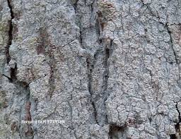 Attēlu rezultāti vaicājumam “Phlyctis agelaea”