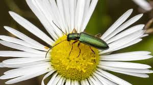 Attēlu rezultāti vaicājumam “Chrysanthia geniculata”