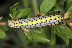 Attēlu rezultāti vaicājumam “Diloba caeruleocephala”