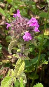 Attēlu rezultāti vaicājumam “Clinopodium vulgare fruit”