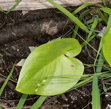 Attēlu rezultāti vaicājumam “Calla palustris leaf”