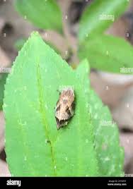 Attēlu rezultāti vaicājumam “Lepyronia coleoptrata”