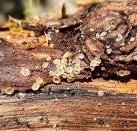 Attēlu rezultāti vaicājumam “Hyalorbilia inflatula”