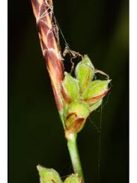 Attēlu rezultāti vaicājumam “Carex globularis flower”