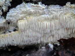 Attēlu rezultāti vaicājumam “Dentipellis fragilis”