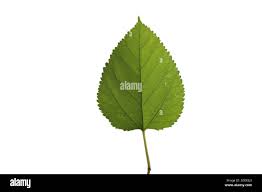 Attēlu rezultāti vaicājumam “Morus alba leaf”