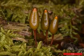 Attēlu rezultāti vaicājumam “Buxbaumia viridis”