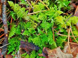 Attēlu rezultāti vaicājumam “Thuidium”