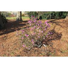 Attēlu rezultāti vaicājumam “Rhododendron sichotense flower”