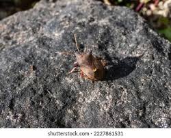 Attēlu rezultāti vaicājumam “Pinthaeus sanguinipes”