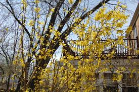 Attēlu rezultāti vaicājumam “Forsythia”