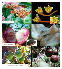 Attēlu rezultāti vaicājumam “Chrysosplenium alternifolium fruit”