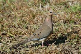 Image result for Zenaida macroura