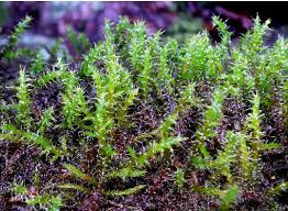 Attēlu rezultāti vaicājumam “Rhytidiadelphus”