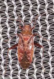 Attēlu rezultāti vaicājumam “Phytocoris sp.”