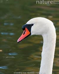 Attēlu rezultāti vaicājumam “Cygnus olor”