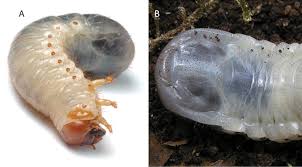 Attēlu rezultāti vaicājumam “Osmoderma barnabita”